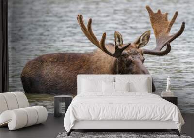 Shiras Moose in Colorado. Shiras are the smallest species of Moose in North America Wall mural