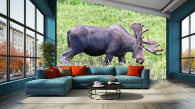 Shiras Moose in Colorado. Shiras are the smallest species of Moose in North America Wall mural