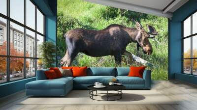 Shiras Moose in Colorado. Shiras are the smallest species of Moose in North America Wall mural