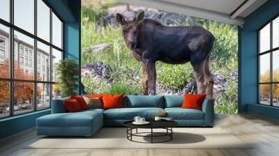 Shiras Moose in Colorado. Shiras are the smallest species of Moose in North America Wall mural