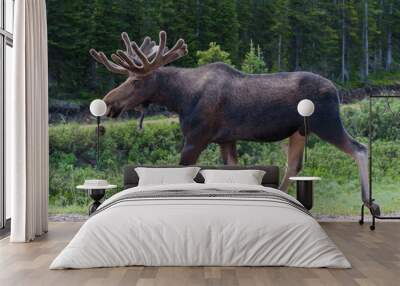 Shiras Moose in the Rocky Mountains of Colorado Wall mural