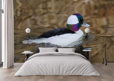 Waterfowl of Colorado. Male Bufflehead Duck Swimming in a Stream. Wall mural