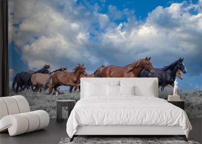 Wild Mustang Horses in Colorado Wall mural