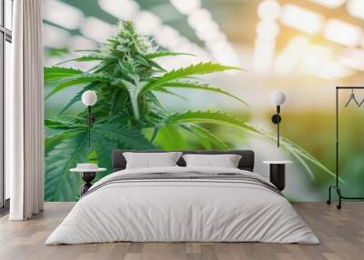 Closeup of mature cannabis plant with fully grown buds in indoor medicinal farm setting. Wall mural