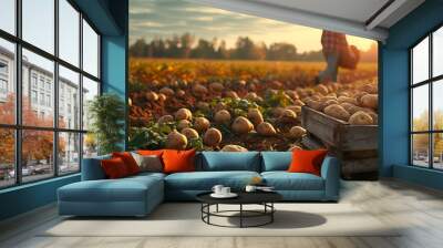 Farmer is harvesting potatoes in the field. potatoes in box across the field harvest time vegetable production Wall mural