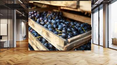 The Rustic Charm of Black Grapes Packed in Traditional Wooden Crates Wall mural