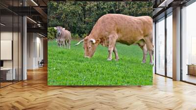 Brown cow, Galician veal grazing grass con bosque de fondo Wall mural