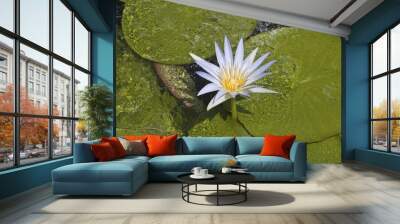 Sacred blue lily Wall mural