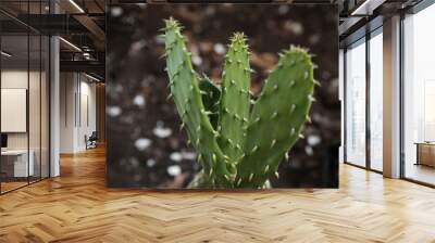 Cactus with blurred soil background Wall mural