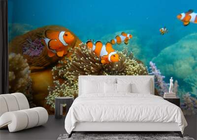 Cute anemone fish playing on the coral reef. Beautiful color clownfish on coral reefs. Wall mural