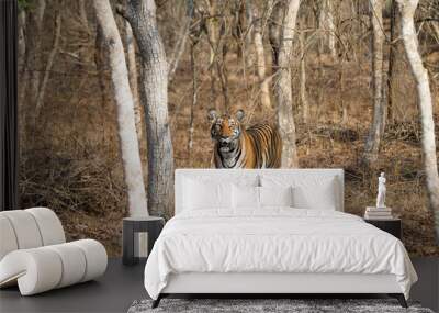 Gorgeous bengal tiger looking at camera Wall mural