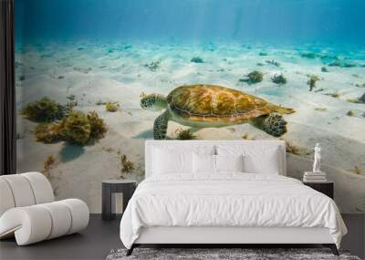 Tortue en train de nager dans une eau turquoise dans l'ocean sur le sable en guadeloupe  Wall mural