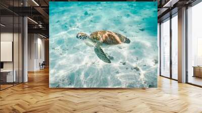 Tortue en train de nager dans une eau turquoise en guadeloupe Wall mural