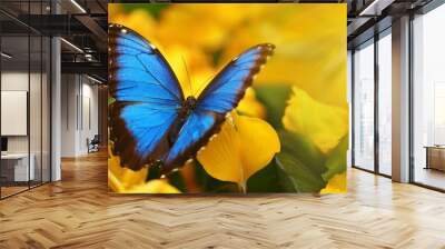 amazing blue morpho butterfly morpho peleides among yellow Wall mural