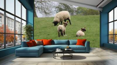 sheep in a field Wall mural