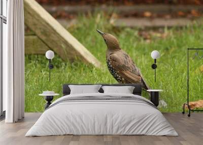 starling bird in the garden Wall mural