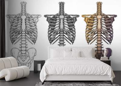 Graphic detailed black and white colorful human skeleton thorax bones. Isolated on white background. Vector icon set. Wall mural