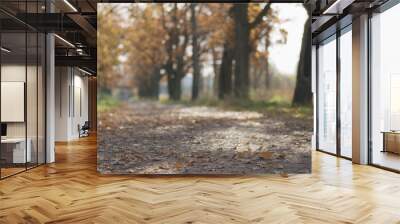 Closeup falling autumn oak leaves in park Wall mural