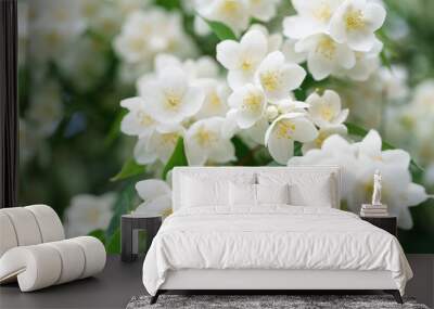 dense jasmine bush blossoming in summer day Wall mural