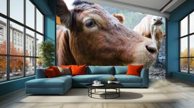 cows grazing in green grassy fields with trees in the background , Galician blond breed Wall mural