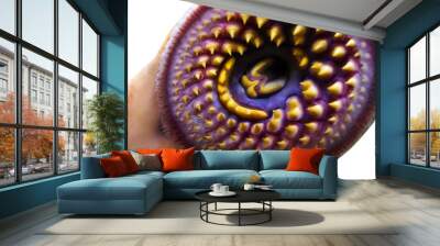 lamprey  delicious fish  parasite in aquarium Wall mural