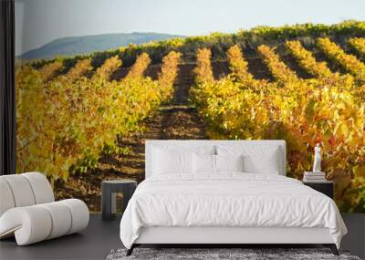 vineyards in autumn with the last bunches of grapes , El Bierzo , Spain ; selective focus Wall mural