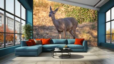 Califormia Mule Deer (Odocoileus hemionus californicus) eats grass at Lake Hollywood in Los Angeles, CA. Wall mural