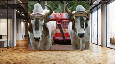 Traditional coffee cart pulled by two cows, Costa Rica Wall mural