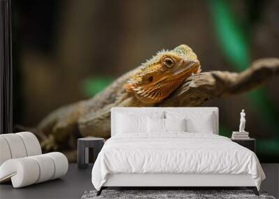 common bearded dragon (Pogona barbata) on wood Wall mural