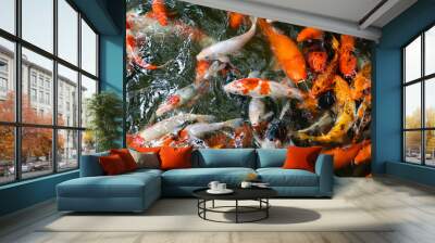 Koi fish or carp fish swimming  in pond Wall mural