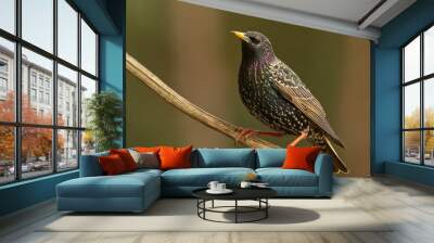 Star (Sturnus vulgaris) Wall mural