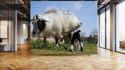 Farm animal goat. Goat livestock on farm on sunny day Wall mural