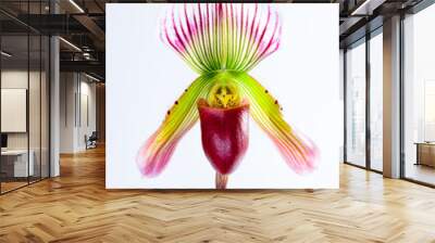 paphiopedilum callosum (rchb.f.) Wall mural