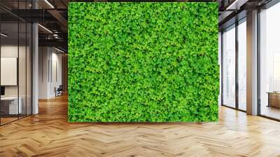 Natural texture with many clover leaves Wall mural