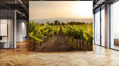 A vinyard in France photographed during a stunning sunset Wall mural