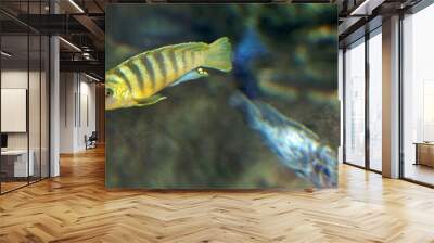 cichlids in sea water Wall mural