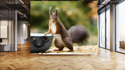 a squirrel stands upright casually at a bowl and looks into the camera Wall mural