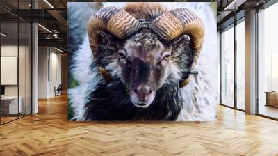 Wild sheep Wall mural