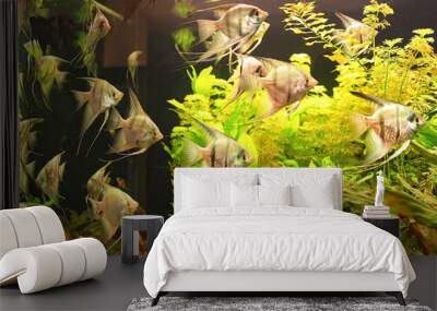 View of aquarium with a lot of angel fishes. Selective focus Wall mural