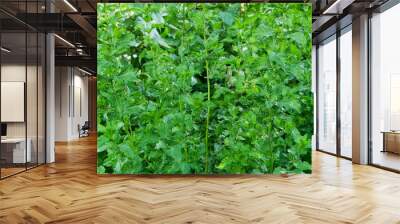 Mint leaves in nature. Peppermint plantation. Wall mural