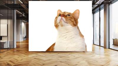 Adult brown and white cat with overweigh Wall mural