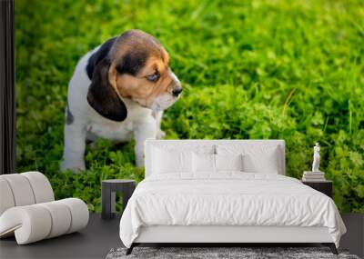 Beautiful beagle puppy on the green grass Wall mural