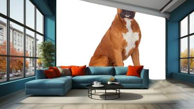 beautiful boxer dog Wall mural