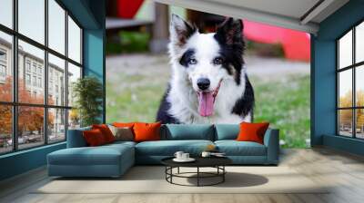 Beautiful dog with different eye colors Wall mural