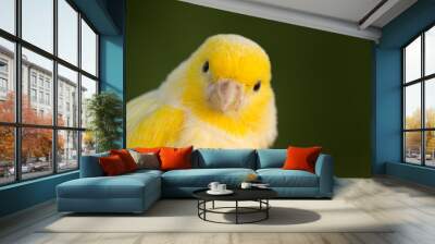 beautiful yellow canary Wall mural