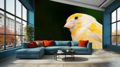 Beautiful yellow canary Wall mural