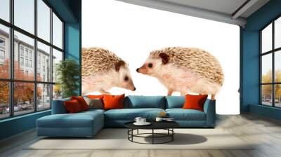 Nice pets. Brown hedgehogs Wall mural