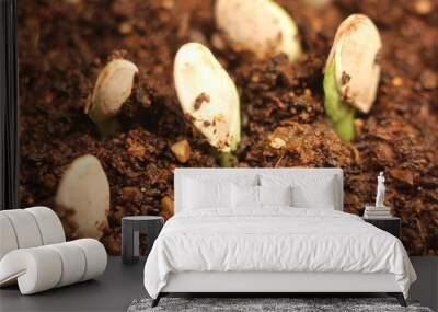 plant growing isolated on white timelapse Wall mural