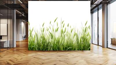 Fountain grass or Pennisetum alopecuroides white flowers Wild grass arranged in rows on a white background. Wall mural