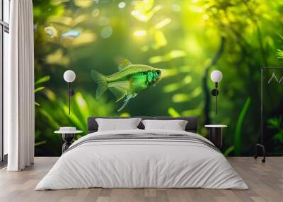 A green beautiful planted tropical freshwater aquarium with fishesA Congo tetra Phenacogrammus interruptus with water plants : Generative AI Wall mural